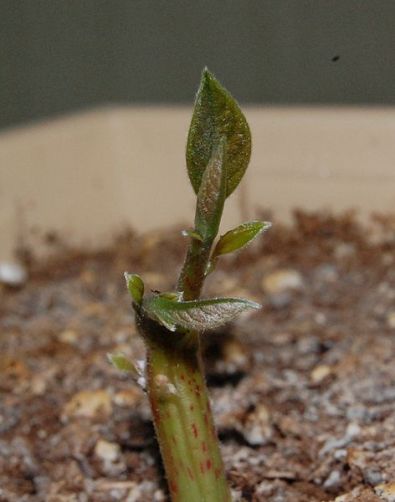 472px-Persea_americana_(Avocado)_Sprout_08May2010